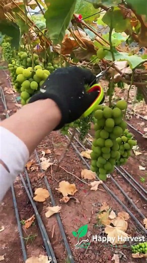 🍇✋ **Manual Grape Thinning: Scientifically Optimizing Cluster Nutrition**