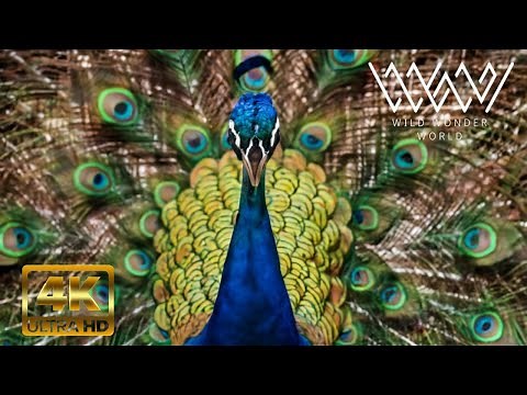 Fascinating Peacock Facts You Didn't Know | Peacock Behavior, Habitat, and More