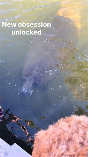 Rigby | #labradoodle #doodlelife #doglife #doglovers #manatees | Instagram