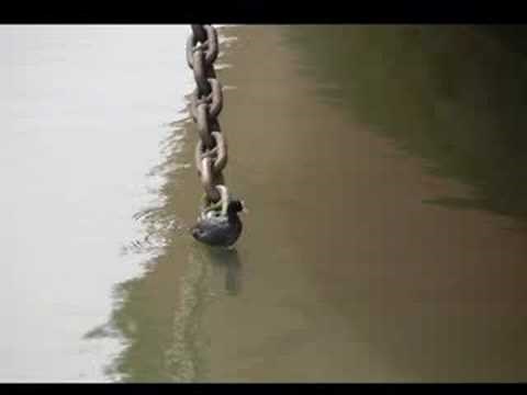 The Alan Parsons Band The Call of the Wild