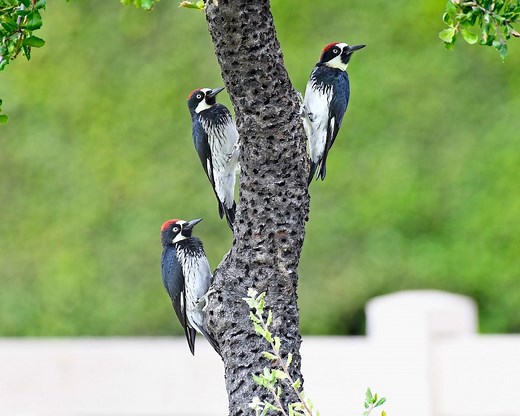 Social Bird Behavior: How Birds Cooperate and Help Each Other