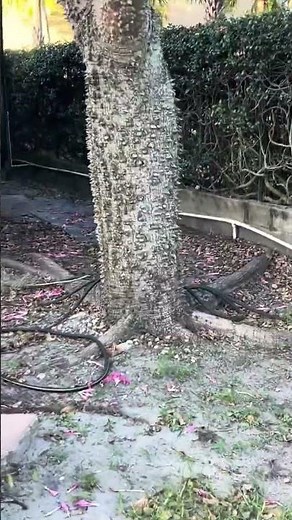 Massive Floss Silk Tree in Bloom- Central FL