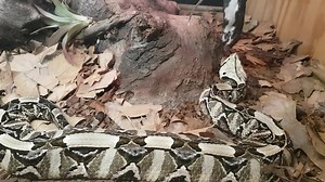 1.2K views · 33 reactions | West Africa Gaboon Viper (Bitis rhinoceros) feeding time. You see the head snake? This snake is injecting venom throughout it's prey via multiple fang punctures. This causes puncturing of organs and venom dispersal which is overwhelming to it's prey. | Reptile Garden | Facebook