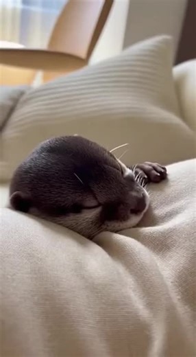 Cute Otter Moments: Meet Ollie!