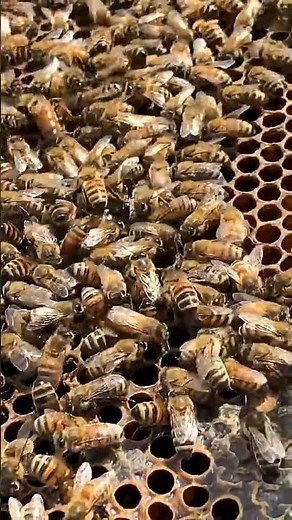 I swear these bees are dancing to the beat 🐝💃🏼🔥