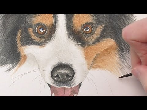 Watercolor Dog Tutorial | Australian Shepherd