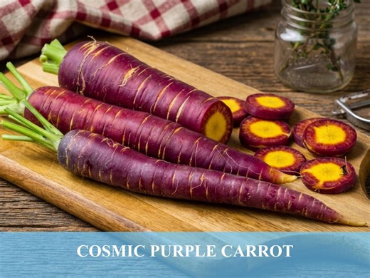 Cosmic Purple Carrot Seed – Heirloom Colorful Garden Carrots, Non GMO