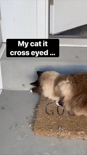 184K views · 1.9K reactions | My cat is cross eyed …  | Luna & Ghost | Facebook
