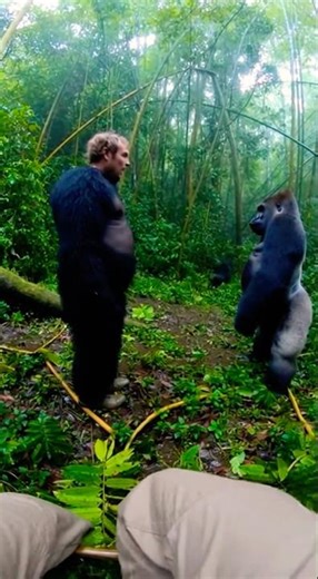 Man in Gorilla Costume Imitates Gorillas #gorilla #animals #zoo