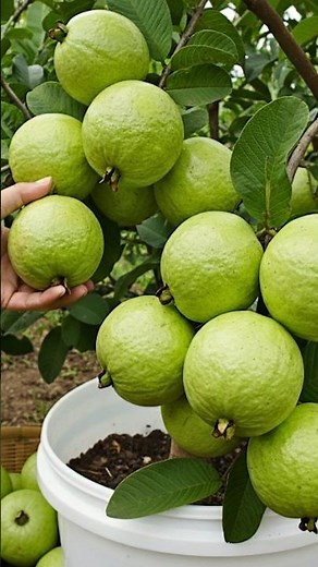 🌱 Guava Tree Growing Guide | From Seed to Fruit at Home
