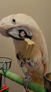 1K views · 95 reactions | Chew Block. Toss Block. Repeat. | Max the Moluccan | Facebook