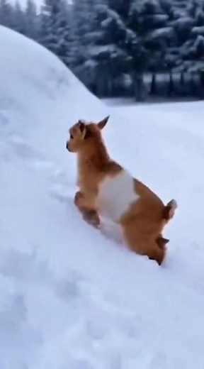 Small Baby Goat Playing and Dancing | Funny and Cute Moments | Amazing Animal Short Video #shorts