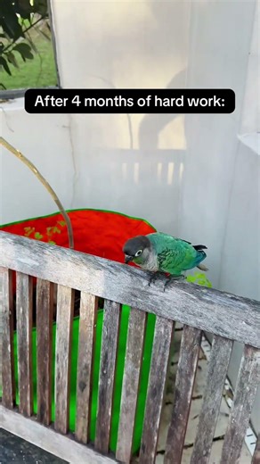 From rescue to recall 🦜💚