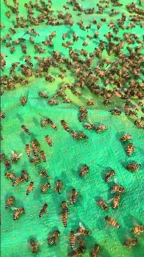 Busy Bees at Pollen Feeder 🌼 | Beekeeping Shorts