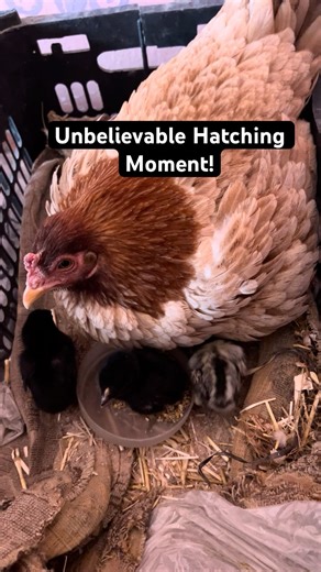 Real-Life Miracle 🥚→🐣 | Must Watch Hatching Moment!