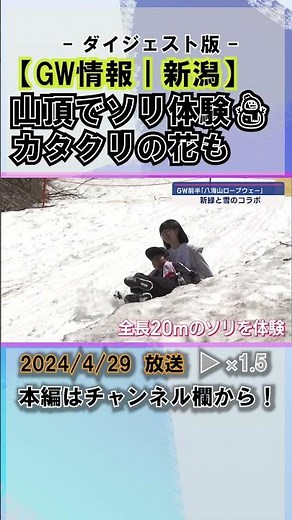 山頂でソリ体験！GWに八海山ロープウェーへ カタクリの花も見ごろに #news #short #ux新潟テレビ21 #新潟