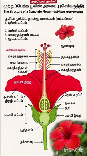 #trb #tnpsc #tet #police #study #material #police #tnpscstudy #group #exam #groupii #civildivision