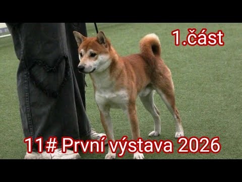 11# První výstava 2026 | Europe Dog Expo Beroun | 1.část | Shiblá Shiba