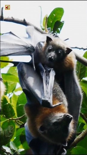 Bat Sounds | Adult And Baby Fruit Bats