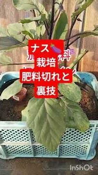 ナスの肥料トラブルは状態によって「多すぎ（肥料焼け）」と「少なすぎ（肥料切れ）」に分かれます。葉の色や形、花の特徴から原因を特定し、それぞれの対策、または裏技あります、マリーゴールド 家庭菜園