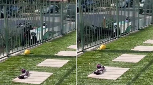 Los Angeles, robot per le consegne perde il controllo e butta giù una moto sul marciapiede