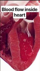 Blood Flow Through the Heart Explained! #heart #bloodflowboost #3danimation