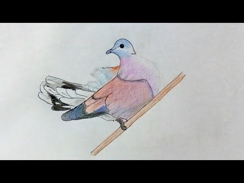 วาดนกเขาไฟ ระบายด้วยสีไม้ Draw a red collared dove and color it with colored pencils.