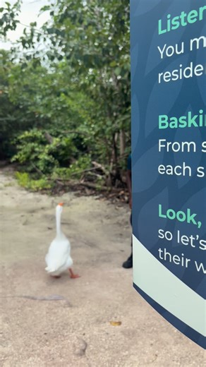 If you are ever at the Sanctuary, these two are like Bud & Lou. It’s Gary’s grand world and Damien is just living in it . | Graeme Hall Nature Sanctuary