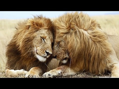 Música relajante con *ANIMALES* en la naturaleza