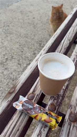 Даже кот уже на море , а ты ещё нет ❤️🌊⛰️🐬🏄‍♂️🏖️☀️