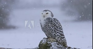 Snowy owl, Bubo scandiacus, perched on old stump in snow during snowfall. Arctic owl observing surroundings. Beautiful white polar bird with yellow eyes. Winter in wild nature habitat.