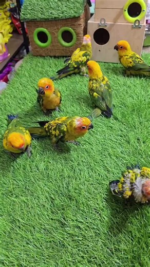 Baby sun conures