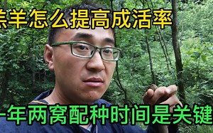 这种环境下放羊有多爽你知道吗？心情好聊聊怎么提升羔羊成活吧