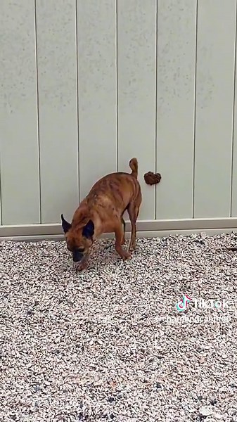 Funny Pooping Dogs Compilation Dogs Gone Wild!