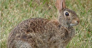 Landscape South Australia - Hills and Fleurieu | Pest animals