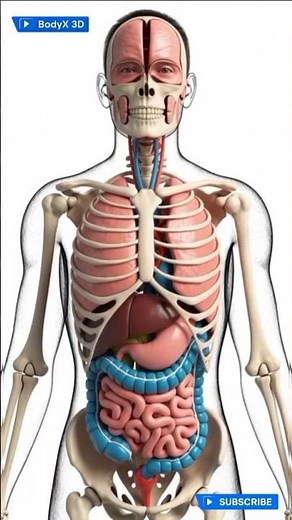 Human Body Internal Organs Explained | 3D Anatomy Visualization | Educational Video”#3danimation