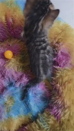 Tiny Kitty, Big Personality 🐾 | Cutest Playtime Ever 😻#cutekitty #kittenlove #shortsfeed