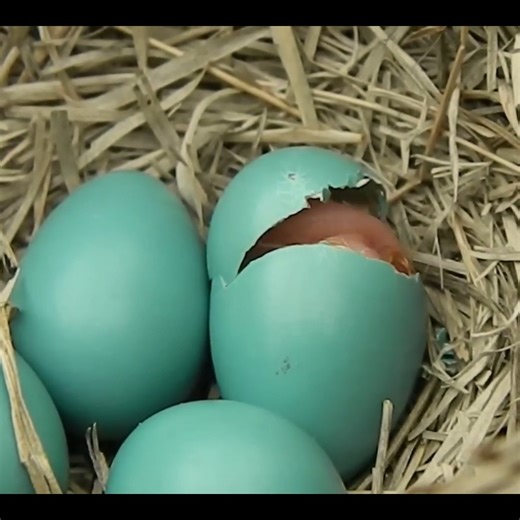 11K views · 156 reactions | Baby Bird Hatching #birds #bird #nature #birdsofinstagram #wildlife #birdphotography #naturephotography #wildlifephotography #photography #birdwatching #birdlovers #birding #animals #naturelovers #best #of #love #birdstagram #ig #parrots #photooftheday #captures #art #canon #aves #nikon #perfection #parrot #animal #birdlife | Bird world | Facebook