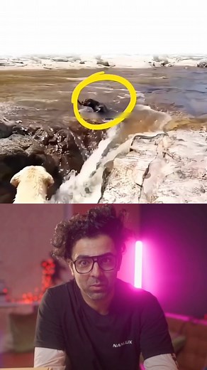 Dog Saves Dog From Waterfall | Incredible Rescue | AI Buzz