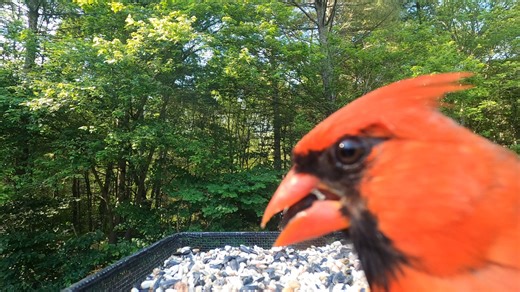 Northern Cardinals, Red-bellied Woodpeckers, Blue Jays | Critter Cam