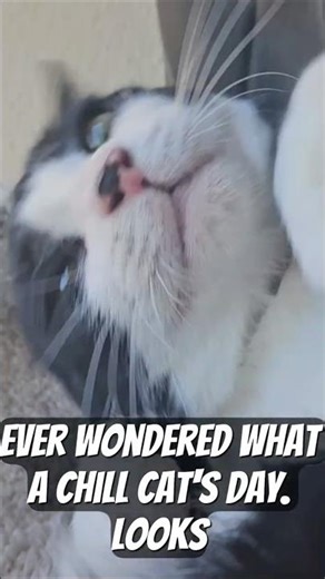 Henry The Cat's Most Mischievous Moment #petvideos #funny