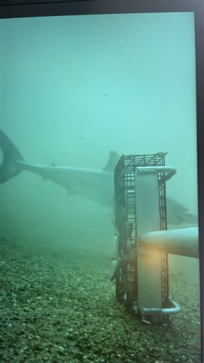🦈 SHARK SIGHTING: Scientists announced on Tuesday that they filmed for the first time ever a white shark swimming off the coast of Rhode Island. https://www.foxweather.com/earth-space/white-shark-filmed-rhode-island-first-time | FOX Weather