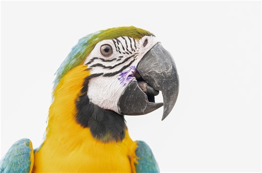 Foul-mouthed parrot has no trouble getting adopted