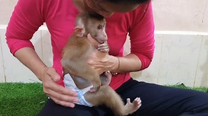 Mom So Much Love Baby Lion | Baby Lion
