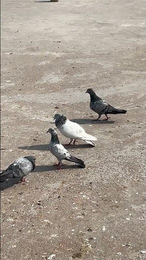 Kabutar Ki Bimari Ka Ilaaj | Kabootar Ki Health Ke Liye Gharelu Nuskhe | Pigeon Disease