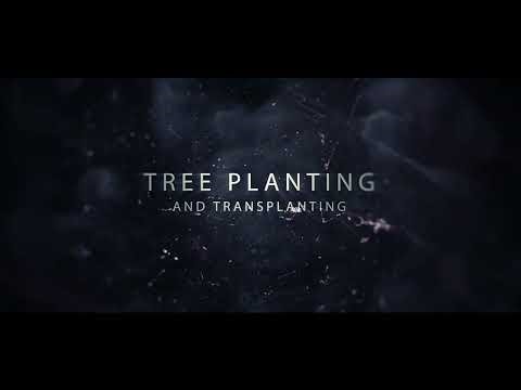 VIP Tree Service: Elevate Your Landscape with Expert Care and Precision