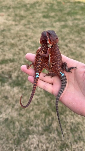 Two beautiful dark red male 100% Red Monster Bearded Dragons. More info here: https://www.morphmarket.com/us/c/reptiles/lizards/central-bearded-dragon/3602470 | Mike's Beardeds