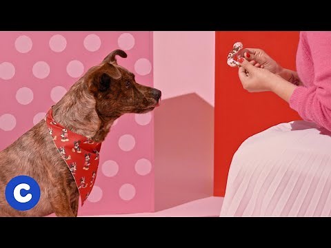 DIY Disney Doggy Donuts | Chewy Eats