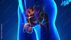 Anatomy of Human Prostate - Medical X-Ray Scan Stock Video