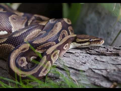 Pion bola (python regius)